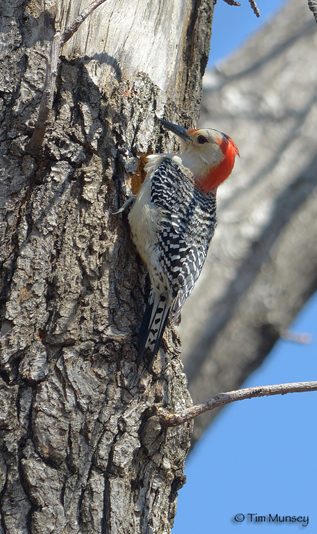 Red Bellied Woodpecker